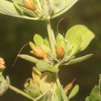 Ruellia patula Jacq.